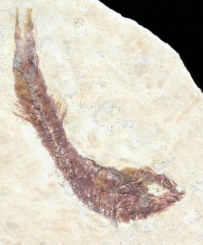 Knightia Fossil Fish - Wyoming #60820